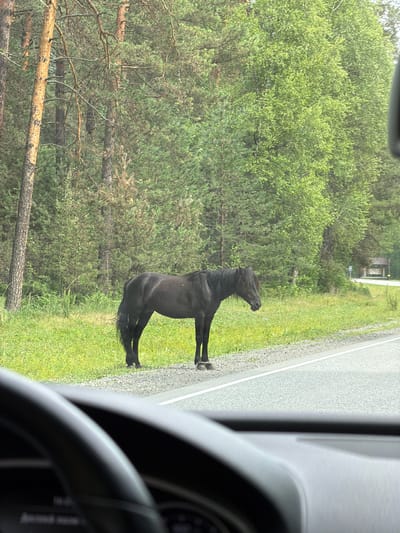 A black horse stands on the side of a paved road in Cheposh, Russia. The horse is facing right, with its head down as if grazing. The road is bordered by a gravel shoulder and a grassy verge. Behind the verge is a dense forest of pine and birch trees. In the distance, a building with signs that read "ALTAY SENSE" is visible. The foreground shows the interior of a car, with the steering wheel and dashboard in view, suggesting the photo was taken from the driver's seat. The sky is overcast, and the lighting suggests it is daytime.