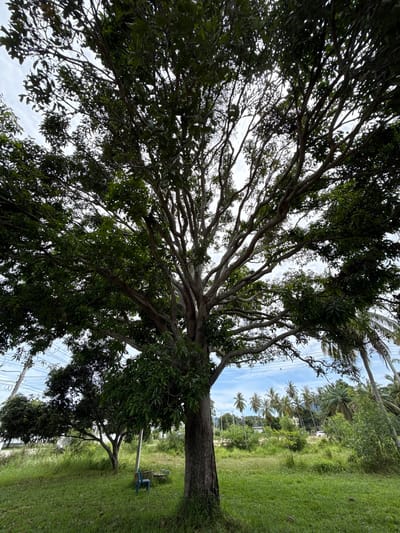 A large tree with expansive branches fills much of the frame. The view is upward, looking through the branches and leaves towards a bright sky with scattered clouds. Power lines are visible through the branches. To the right, green grass and other trees, including palm trees, are present. A blue plastic chair sits on the grass near the tree. The location is Moo 1, Thailand.