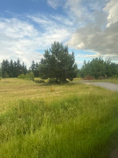 A serene landscape photograph captures a rural scene in Połupin, Poland, under a sky filled with scattered white and gray clouds. The foreground is dominated by tall, green grass that sways gently, creating a soft texture. A winding gravel path enters the frame from the right, leading towards a large pile of wood chips situated in the middle ground. Beyond the path and wood chips, a dense line of dark green coniferous trees forms the background, with a few scattered deciduous trees interspersed. In the middle of the field, a solitary, mature pine tree stands prominently, its branches reaching outwards. A small, bright yellow marker is visible near the base of this central pine tree. The overall impression is one of a peaceful, natural environment.