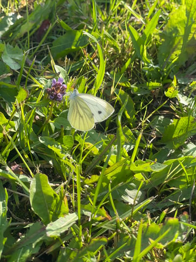 The image shows a close-up, ground-level view of a grassy area with sunlight filtering through. A white butterfly with black spots on its wings is perched on a small purple flower. The butterfly's wings are slightly open, and its antennae are visible. The surrounding environment consists of various types of green grass and leaves, with some dried vegetation also present. The lighting suggests it is daytime, with shadows cast by the plants. The image does not provide any information about the city of Bormist, Russia, or any other specific location.