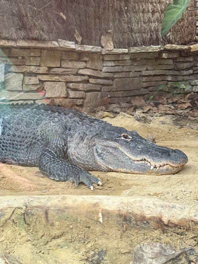 An American alligator rests on a sandy surface in an enclosure. The alligator's scales are dark gray and textured. Its head is turned to the right, with its mouth slightly open, revealing teeth. Behind the alligator is a wall constructed of rough-hewn stones, topped with a thatch-like material. Dry leaves are scattered on the ground in front of and behind the wall. The image appears to be taken from outside the enclosure, possibly through glass, as indicated by a slight glare. This scene is located at the Beauval Zoo in Saint-Aignan, France.