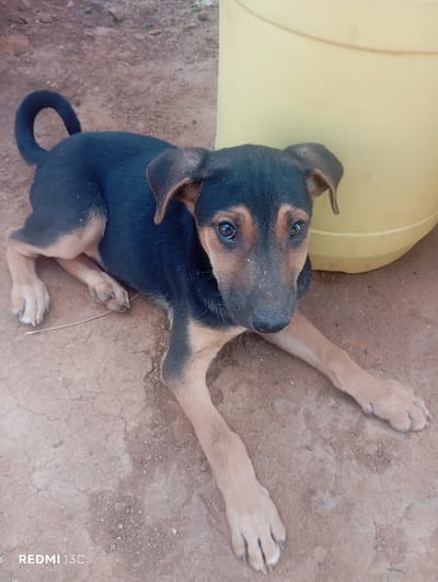 A dog of indeterminate breed, exhibiting black fur with tan markings on its legs, chest, and facial areas, is depicted lying on reddish-brown dirt. Its front limbs are extended forward, and its tail forms a distinct curl above its back. The dog's dark eyes are directed towards the camera. Minor particulate matter is visible on its black muzzle. A large, yellow, cylindrical plastic container is situated to the right and rear of the dog. The ground surface consists of dry, cracked earth with scattered small stones. No human subjects are present. This scene is located in Mwaani, Kenya.