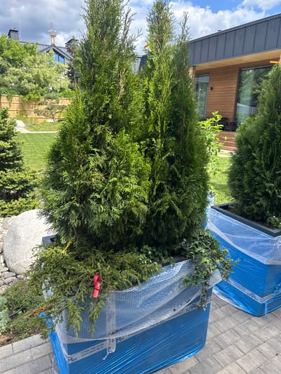 In the city of Лапино Град Кп, Russia, on a paved walkway, two large, blue-wrapped planters containing young evergreen trees are positioned. The planters are covered in bubble wrap, which is secured with blue plastic strapping and tape. One planter has a red ribbon tied to its branches. The trees have lush green foliage and are surrounded by smaller green plants and ivy. In the background, a modern house with wooden siding and a dark metal roof is visible, along with a well-manicured lawn and a bamboo fence. The sky is partly cloudy, indicating it is daytime.