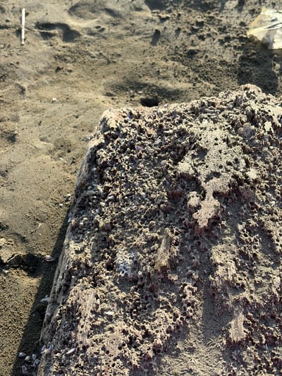 The image shows a close-up of a rocky surface on a beach. The rocks are rough and porous, with many small holes and crevices. They appear to be covered in sand and small shells. The rocks are a reddish-brown color, and the sand is a light brown. The lighting suggests it is daytime, with a shadow cast across the rocks. The background is out of focus, but appears to be more sand. There are no people visible in the image. The location is Pasi Rawa, Indonesia.