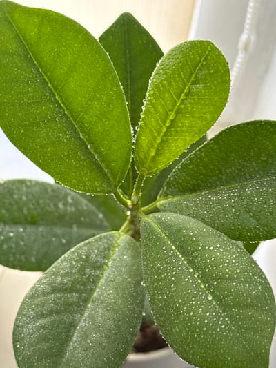 The image is a close-up, vertical shot of a healthy green plant with several leaves covered in tiny water droplets. The leaves are oval-shaped with prominent veins and appear glossy due to the moisture. The background is blurred, showing a light-colored surface, possibly a wall or curtain, with a white cord on the right side. The lighting suggests an indoor setting, with light coming from the left, illuminating the water droplets and highlighting the texture of the leaves. There is no indication of the city of Troitske, Ukraine, in the image. The focus is solely on the plant and the water droplets.