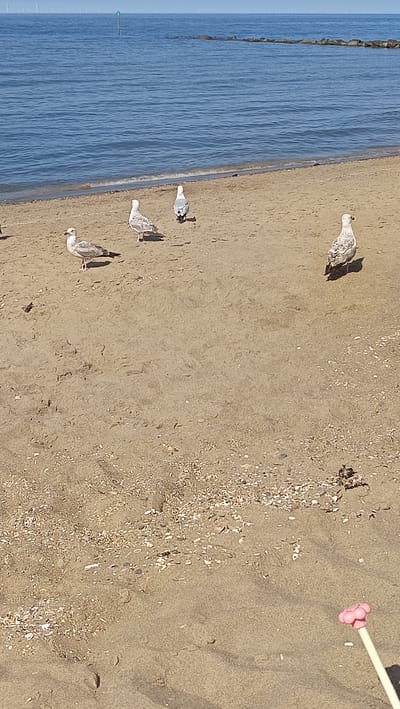 The image depicts a sandy beach with the sea in the background. The water is calm and blue, meeting the shore with a gentle wave. Several seagulls are present on the beach. One seagull is standing on the right side of the image, facing away from the camera. Three other seagulls are positioned further to the left, with two facing towards the camera and one facing away. The sand is coarse and scattered with small shells and debris. In the far distance, a line of wind turbines is visible on the horizon. A single green buoy stands in the sea. There are no people visible in the image. The scene appears to be a natural coastal environment, possibly near a harbor or estuary, given the presence of a buoy and distant turbines, suggesting a location with maritime activity. The image does not provide any specific indicators for the city of Greci, Italy.