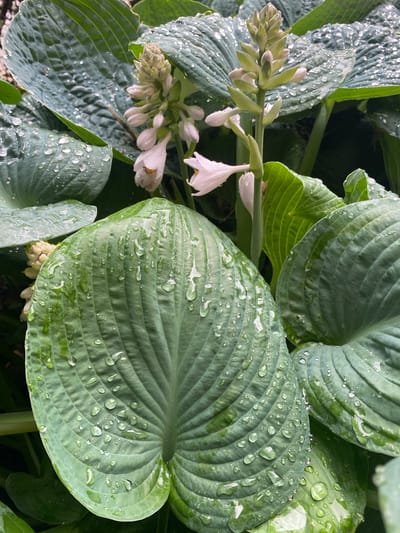 A close-up, overhead shot captures a cluster of hosta plants after a rain shower, with numerous water droplets adorning the large, textured leaves and delicate white flower buds. The leaves are a deep green, with prominent veins creating a ribbed appearance. Some leaves are unfurled and broad, while others are still emerging and appear more tightly curled. The flower stalk is visible, bearing a series of unopened buds and a few partially opened white flowers with yellow centers. The water droplets refract light, creating tiny highlights across the scene. The backdrop is dark and out of focus, suggesting a shaded garden setting. The overall mood is serene and natural, evoking a sense of freshness and renewal after rainfall. The image was taken in Pointe-Claire, Canada.