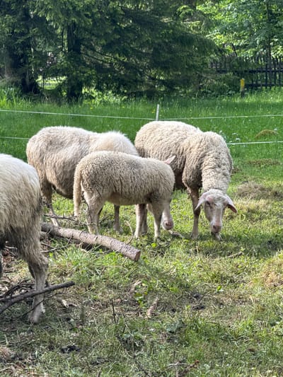 The image displays a sunny, outdoor scene featuring four sheep in a grassy field. The perspective is slightly elevated, looking down at the animals.
**Subjects:** The main subjects are four sheep with light-colored, shaggy wool. Three sheep are clearly visible in the foreground and mid-ground. The sheep closest to the viewer, positioned in the mid-ground, has short, curved horns and is looking up and slightly to the right of the frame. Another sheep is just behind and to the left of the horned one, with its head bent down towards the grass. A third sheep is visible further back, also with its head down. The head and neck of a fourth sheep can be seen at the bottom of the frame, near some fallen branches.
**Scene and Setting:** The setting is a natural, open area covered predominantly in green grass, interspersed with some drier patches and small fallen branches or twigs. In the background, a dense line of tall, dark green coniferous trees forms a forest edge. A simple wire fence runs horizontally across the mid-ground, separating the grassy area from the trees. The overall environment suggests a pasture or field bordering a forest.
**Activity or Event:** The sheep appear to be grazing or resting in the field. Most have their heads lowered, suggesting they are eating the grass, while one sheep is looking up, observing its surroundings.
**Notable Details:** The time of day is clearly daytime, indicated by the bright sunlight casting distinct shadows on the ground and illuminating the sheep's wool. The weather is sunny and clear. Small yellow specks, possibly flowers or debris, are scattered in the grass in some areas. The scene conveys a peaceful, rural atmosphere, consistent with the given location context of Zakopane, Poland, which is known for its natural landscapes and mountain pastures. There is no visible text in the image.