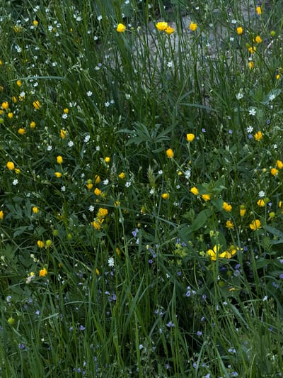 The image displays a dense, verdant expanse of vegetation, characterized by a variety of wild plants and interspersed wildflowers, observed in Lebyazh'e, Russia. The scene is dominated by numerous small, bright yellow flowers, consistent with buttercup species (*Ranunculus*), appearing both as fully opened blossoms and tightly closed buds. Distributed among these are numerous smaller, star-shaped white flowers, each with five petals, indicative of a *Stellaria* species such as greater stitchwort. Additionally, scattered throughout the foliage are delicate pale blue or light purple flowers, likely belonging to the *Veronica* genus (speedwell). The ground is thickly covered with assorted green foliage, including tall, thin blades of grass and broader herbaceous leaves of varying shapes. Several plant stalks exhibit developing seed heads or immature inflorescences. No human individuals, animal life, or man-made objects are present within the frame. The lighting conditions appear soft and diffused, suggesting an overcast sky or a shaded environment, with no discernible harsh shadows. The overall environment is consistent with an untended natural area, such as a field or roadside verge.
