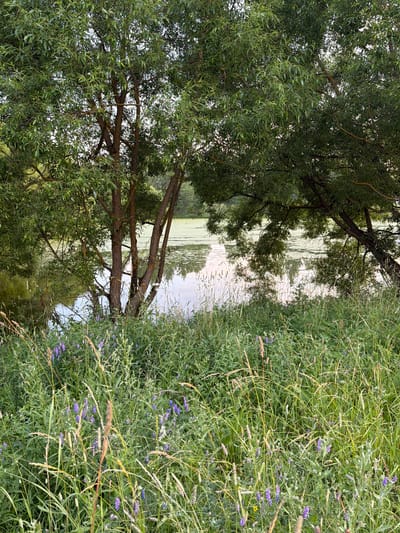 This media file depicts a natural scene with a focus on lush vegetation and a body of water. On the left side of the image, a large tree with abundant green foliage dominates the frame. Its branches extend over a tranquil body of water, where reflections of the sky and surrounding greenery are visible. The water's surface appears calm, with some areas showing a lighter green hue, possibly from algae or other aquatic plants.
To the right of the water, a dense patch of tall, green grass and wildflowers grows. Among the green stalks, small purple flowers are scattered, adding pops of color to the scene. Some dried grass stalks are also present, interwoven with the living vegetation. The overall impression is one of a peaceful, untouched natural environment, likely a riverside or lakeside setting.
The lighting suggests it is daytime, with diffused sunlight indicating either early morning, late afternoon, or an overcast sky. There are no people or man-made objects visible, reinforcing the natural setting. The abundance of green and the presence of flowers suggest a time during the warmer seasons, likely late spring or summer. The location context points to Mar'inskoe, Russia, which aligns with the temperate climate and natural landscape depicted. There is no visible text in the image.