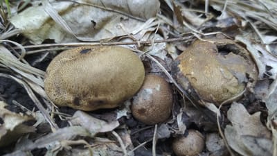 The image displays a close-up, eye-level view of several small, brown, round mushrooms on a forest floor in Mikhaylovka, Russia. The mushrooms have a textured, pitted surface and appear to be in various stages of development and decay. One mushroom in the foreground left is smooth and intact, while another to its right is partially collapsed and has a hole. Smaller mushrooms are visible scattered amongst the leaf litter. The ground is covered with dry, fallen leaves and blades of grass, suggesting an autumn or dry season setting. The lighting is natural and subdued, indicating it might be daytime, possibly overcast. There are no people or text visible in the image. The scene is natural and still.