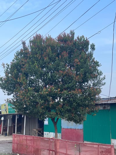 In Purbachal, Bangladesh, a large tree with dense green foliage and red-tinged new leaves stands prominently in the center of the frame. The tree's canopy is extensive, reaching towards a bright, pale blue sky crisscrossed with dark electrical wires. To the left of the tree, a weathered structure resembling a shop or market stall is visible, constructed with corrugated metal walls and a simple roof. A portion of a red mesh fence is in the foreground. Behind the tree and to the right, another building with a green corrugated metal exterior is visible. The overall scene suggests an outdoor, semi-urban or rural environment with evidence of everyday life and infrastructure.