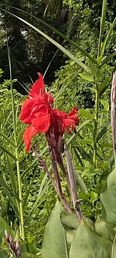 A vibrant red Canna Lily flower is the central subject of this outdoor photograph. The flower, with its ruffled petals, is in full bloom and appears to be bathed in natural sunlight, suggesting a daytime scene. Surrounding the flower is lush greenery, including tall, blade-like leaves and darker, more dense foliage in the background. The setting appears to be a garden or natural area with abundant plant life. The lighting creates some highlights on the petals and leaves, indicating a clear or partly cloudy day. The image is a close-up shot, focusing on the intricate details of the flower and its immediate surroundings. No people, text, or specific events are visible. The location context provided is Aluekeujruen, Indonesia, which aligns with the tropical or subtropical appearance of the vegetation.