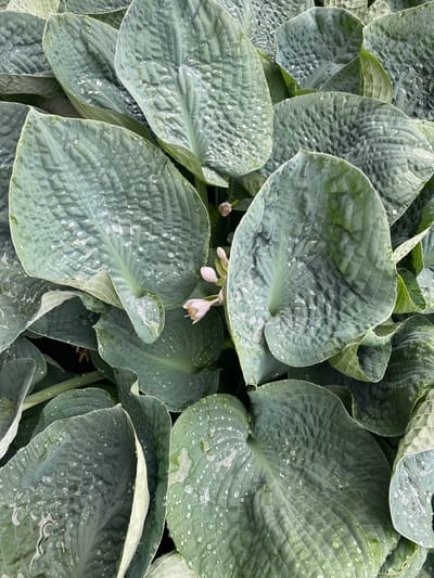 The image is a close-up, overhead shot of a dense cluster of hosta leaves. The leaves are large, heart-shaped, and have a textured, ribbed surface. They are a muted blue-green color and are covered in numerous small water droplets, suggesting recent rain or dew. Two small, pale pink flower buds are visible among the leaves on the right side of the frame. The background is dark and out of focus, indicating a natural setting, likely a garden. There are no people or specific landmarks visible that would place the image in Pointe-Claire, Canada.