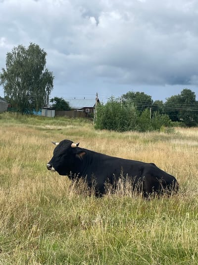 A black bull with short, curved horns rests in a field of dry, tall grass under a cloudy sky. The bull is positioned on the right side of the frame, facing left with its eyes closed and mouth slightly open. In the background, a few scattered trees and rural houses are visible, suggesting a setting in the town of Makar'evo, Russia. The overall environment appears natural and rural, with the grass extending throughout the foreground and midground.