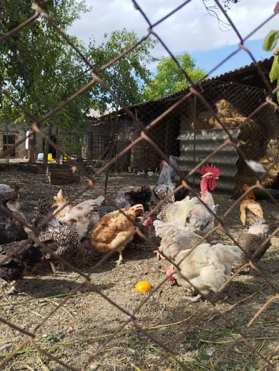 The image depicts a flock of chickens and roosters in an outdoor enclosure, viewed through a wire fence. The scene is set in what appears to be a rural or farm environment in Vasylivka, Ukraine. Sunlight filters through the leaves of trees in the background, suggesting it is daytime. The weather seems fair with a blue sky and scattered clouds visible.

The primary subjects are the various chickens, distinguishable by their different feather colors and patterns. Some are white, some are speckled brown and white, and others are dark-colored. Several roosters are also present, including one with a prominent red comb and wattles. The chickens are scattered across a dusty ground covered with dry grass and debris. In the background, there is a simple structure with a corrugated metal roof, likely a coop or shed, and a pile of hay bales. The enclosure is formed by a wire mesh fence, which is prominently in the foreground, partially obscuring the view of the animals. One chicken is pecking at a small, bright orange object on the ground, possibly a fruit or vegetable. The overall impression is of a typical farmyard scene on a sunny day. There is no visible text in the image.