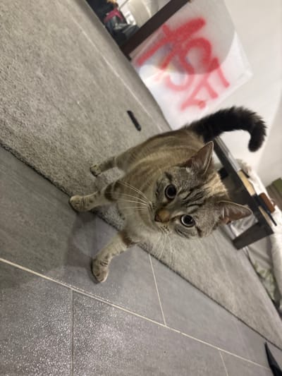 A tabby cat stands on a grey rug, partially on a grey tiled floor, looking directly at the camera with dilated pupils. Its fur is light brown with darker grey-brown stripes, and its tail is dark and bushy, curled upwards. The cat's front left paw is extended forward. On the rug to the left, a dark rectangular object is visible. In the background, a white surface with red spray-painted graffiti is present, partially obscured by a dark wooden furniture item. The scene is illuminated by an overhead light source, casting soft shadows. This domestic interior is located in Saint-Denis, France.