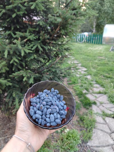 A hand wearing a silver bracelet holds a dark bowl filled with blue honeysuckle berries. The background shows a spruce tree, a stone path, a green fence, and a greenhouse. The setting appears to be a backyard in the village of Rassvet, Russia, likely during the summer or early autumn.