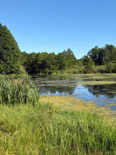 A vertical, medium shot captures a sunlit natural landscape featuring a pond and dense foliage under a clear blue sky. In the foreground, tall, vibrant green reeds and grasses grow thickly along the edge of a still pond. The pond's surface is partially covered with a yellowish-green algae bloom, with patches of dark blue water reflecting the sky visible between the algae. Beyond the pond, a dense forest of green trees stretches across the horizon, creating a dark, rich backdrop. The overall impression is one of a tranquil, undeveloped natural area. The image does not contain any people or discernible structures.