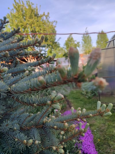 The image captures a close-up view of a blue spruce tree, likely a Picea pungens, with new spring growth. The needles are blue-green, and the new buds have a lighter, greenish-brown color. The tree appears to be in a garden setting. In the background, there are other trees with green foliage under a partly cloudy, blue sky. A greenhouse-like structure is partially visible on the right side of the frame. In the lower right corner, there are purple flowers, possibly creeping phlox.
Given the information provided, the location is Sovetsko-Nikol'skoe, Russia. However, without further visual context, it is impossible to provide a more specific location within the city. The scene is characterized by elements of a domestic garden, focusing on the detail of the spruce tree in its spring growth phase.