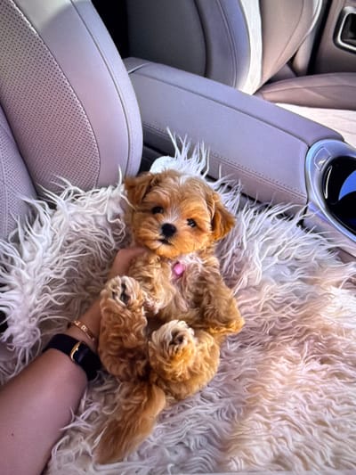 In the city of Beșalma, Moldova, a light-colored, fluffy rug rests on the floor of a vehicle's interior, likely a car. A small, tan-colored puppy is positioned on the rug, facing the camera with its paws upwards. The puppy wears a pink collar. A person's arm, adorned with a black watch and a bracelet, is visible extending from the left side of the frame, gently holding the puppy. The background features the beige leather seats of the vehicle, with part of a dark interior element visible on the right. The lighting suggests it is daytime.