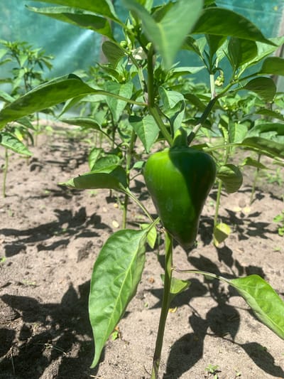 The image shows a close-up of a green bell pepper growing on a plant. The pepper is elongated with a slight curve. The plant has vibrant green leaves, some of which are casting shadows on the sandy soil below. The soil appears dry, with small weeds scattered across it. Sunlight dapples the scene, creating strong shadows from the plant and its leaves. In the background, a blurred green structure, possibly a greenhouse or netting, is visible, suggesting the pepper is being grown in a garden or farm setting. The lighting indicates it is daytime, likely a sunny day. There is no text visible in the image. The focus is on the pepper and its immediate surroundings, highlighting the natural growth of the plant.