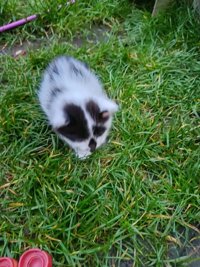 A small kitten with black and white fur sits on a patch of green grass. A pink stick is partially visible in the upper left corner and red plastic objects are in the lower left corner. The location is not determinable based on the image content alone, and it is not possible to verify if the location is Gulrypsh, Abkhazia.