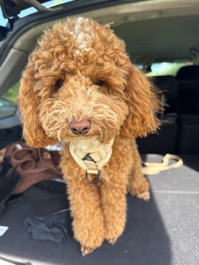 A medium shot, with a vertical orientation, captures a tan-colored poodle, likely a goldendoodle or similar breed, resting comfortably inside a vehicle. The dog is lying on its side, with its head turned towards the camera. Its fur is curly and appears to be well-groomed. A light-colored harness is visible around its chest. The dog's nose is dark and appears wet. The background consists of the interior of a vehicle, with dark upholstery and some luggage or bags visible. There is also a hint of the outdoors visible through the vehicle's windows, suggesting it might be daytime with bright lighting, possibly sunny. The overall mood appears calm and relaxed, with the dog appearing content. There is no visible text in the image. The provided location context is Ozerki, Russia.