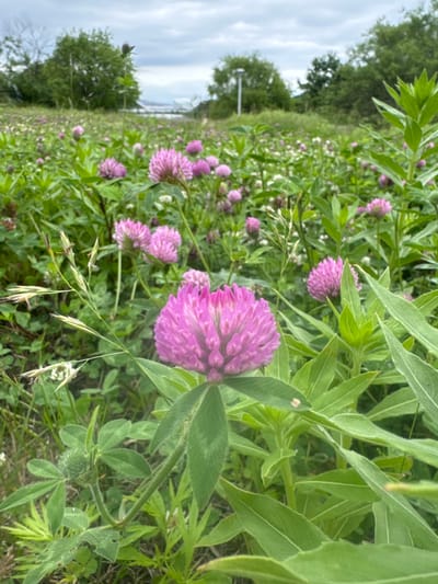 The image depicts a close-up, low-angle view of a field of red clover flowers under a cloudy sky. The foreground is dominated by a large, vibrant pink clover bloom, with its spherical head of florets and green leaves. Other pink clover flowers, some in focus and some blurred, are scattered throughout the middle ground, interspersed with green foliage and blades of grass. In the background, trees and a lamppost are visible, suggesting an urban or park-like setting. The overall impression is one of natural beauty in an outdoor environment, possibly within the city of Russky, Russia, though this cannot be definitively confirmed from the image alone. There are no people or animals present in the scene.