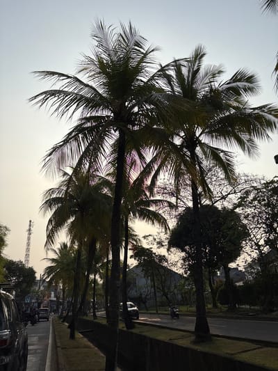 In Binong, Indonesia, a street scene unfolds under a hazy sky. Tall palm trees with silhouetted fronds line a paved road, their dark forms contrasting with the pale, overcast sky. A concrete channel with a grassy edge runs parallel to the road, separating it from the palm trees.

On the road, several vehicles are present. A black SUV is parked on the left side of the frame, partially obscuring the view of the street. Further down the road, other cars and motorbikes are visible, with some traffic moving in both directions. A prominent cell tower stands tall in the distance on the left side of the image, rising above the low-rise buildings and trees.

The buildings visible are varied, with some appearing to be shops or residences, and a few multi-story structures in the background. The overall impression is of a moderately busy street in a tropical or subtropical urban environment, likely during the late afternoon or early morning due to the soft, diffused light. The presence of palm trees suggests a warm climate.