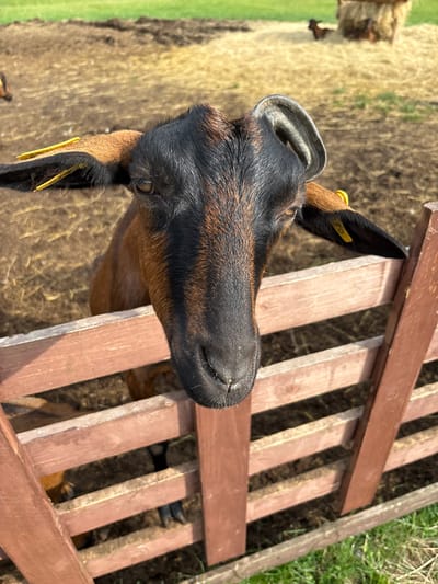 A close-up, eye-level shot focuses on the head of a brown and black goat peeking over a wooden fence in Gor'kovskoe, Russia. The goat's fur is a mix of black and reddish-brown, with distinct stripes running down its face. Yellow ear tags are visible in both of its ears, with one tag bearing a number. The goat's eyes are a warm brown, and its expression appears curious. Behind the goat, the ground is covered in dry straw and dirt, with a few other goats visible in the background near a hay bale. The fence is made of wooden planks, painted a reddish-brown color. The environment suggests a farm or rural setting, with green grass visible in the foreground and background. The lighting indicates it is daytime, with sunlight casting shadows.