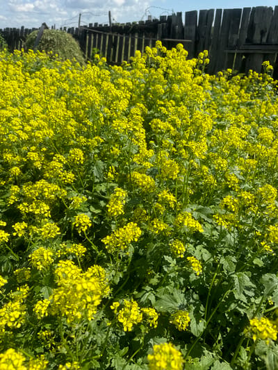 The image shows a dense field of yellow flowers, likely mustard flowers, in bloom under a cloudy sky. In the background, a weathered wooden fence with barbed wire runs horizontally across the frame. Behind the fence, a haystack is visible to the left, and what appears to be a pile of wood or debris is situated to the right of the haystack. The foreground is dominated by the vibrant yellow of the flowers and their green foliage, with the fence and haystack providing a rustic backdrop. The scene is set outdoors in a rural or semi-rural environment, consistent with a location in Maksimovshchina, Russia. There are no people or animals visible in the image.