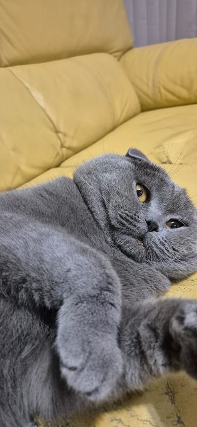 A grey Scottish Fold cat with yellow eyes is lying on a yellow leather couch. The cat is positioned on its side, with its head turned towards the camera. Its ears are folded down, a characteristic trait of the breed. The couch appears to be in a home environment, possibly a living room, in the city of Póvoa de Varzim, Portugal. The lighting is soft, suggesting natural light or indoor ambient lighting.