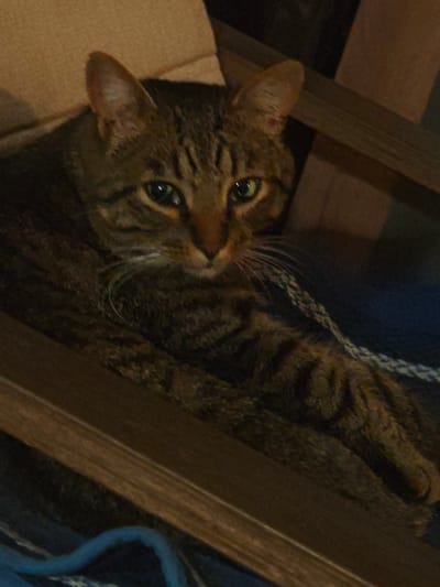 A tabby cat is resting on a chair with a blue blanket underneath. The cat has green eyes and a striped pattern on its fur. The chair appears to be made of wood. The background is a neutral-toned wall and a portion of another chair. The lighting suggests an indoor setting. There is no information in the image to indicate a specific location in the city of Свистуха (кузяевский С/о), Russia.