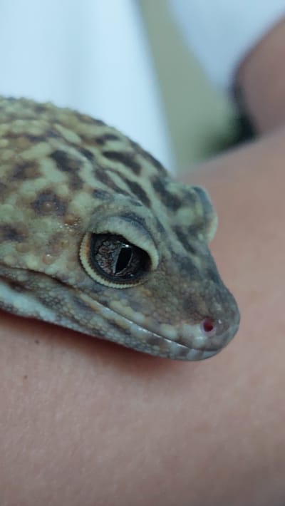A close-up, slightly angled, natural light photograph shows the head of a leopard gecko resting on a person's skin. The gecko's eye, with its vertical pupil and patterned iris, is in sharp focus. The reptile's mottled brown and tan skin pattern is clearly visible, with small bumps and scales. A tiny, reddish nostril is just visible on the gecko's snout. The background is blurred, with a white, possibly fabric, surface behind the gecko's head and the person's skin in the lower half of the image. The setting is not identifiable as being in the city of Зелёный, Russia.