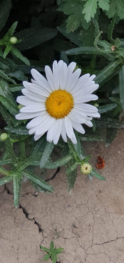 In Shurtang, Tajikistan, a close-up shot focuses on a solitary white daisy with a vibrant yellow center, set against a backdrop of lush green foliage. The daisy's petals are delicate and arrayed in a classic rayed pattern, while the central disk is packed with tiny florets. Surrounding the bloom are several unopened daisy buds, their pale green tips hinting at future flowers. The leaves of the daisy plant are elongated and serrated, with a slightly fuzzy texture and a dusting of what appears to be mineral deposits. The ground beneath the plant is dry, cracked earth, revealing a parched landscape. A small, reddish-brown object, possibly a dried leaf or insect, lies on the soil to the right of a bud. The scene captures a moment of natural beauty amidst a challenging environment.