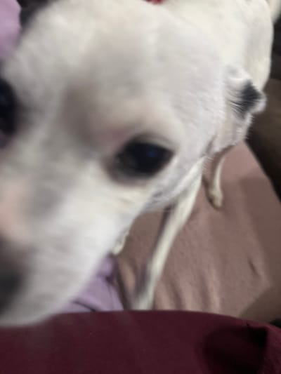 The scene is located in Katina, Bulgaria. The primary subject is a white dog, depicted in a close-up, slightly blurred shot. The dog's face and upper body are visible, with dark eyes and a distinct dark marking on its right ear. The dog's head is angled slightly, with its gaze directed towards the camera. The background consists of soft, folded fabrics, appearing to be bedding or clothing. Visible colors in the background include shades of pink, purple, and burgundy. No human figures are discernible, and no specific actions or interactions beyond the dog's presence are clearly depicted. The environment appears to be an indoor domestic setting.
