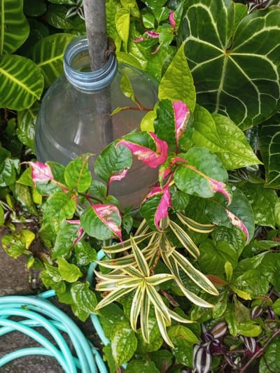 A lush garden scene features a clear plastic water bottle with a gray pole through its neck, encircled by a vibrant mix of plant life. The leaves exhibit various shades and patterns. Some are a striking green and pink combination, others striped green and yellow. Broad green leaves with distinct white veins are also present. A coiled, light blue hose lies in the lower left corner. The plants appear damp, suggesting recent rain or watering.