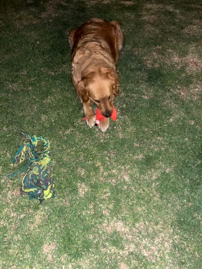 A medium shot shows a long-haired, golden dog on a grassy lawn in Barrio de Nuevo León, Mexico. The dog is chewing on a red toy. A pile of green, blue, and yellow rope is on the grass in the lower right corner of the image. The lighting suggests an outdoor scene, possibly at night.