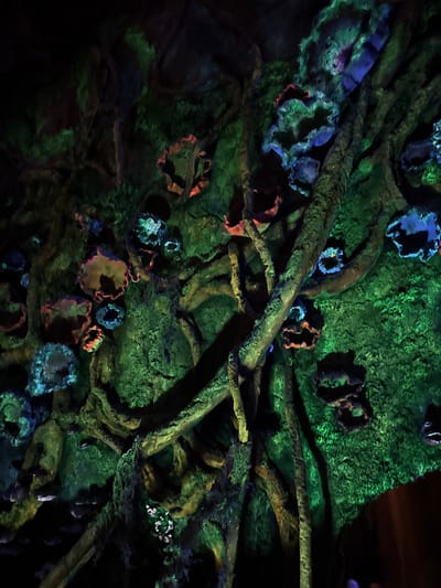 The image displays an artificial, low-light jungle-themed environment, consistent with an indoor attraction. Prominently featured are thick, gnarled artificial tree roots or vines, textured and interwoven across a sculpted, moss-like green background. Numerous cup-shaped or ruffled artificial flora elements are affixed to these structures and the background, fluorescing in vivid shades of blue, teal, and reddish-orange under specialized blacklight illumination. A small cluster of white, glowing floral elements is present in the lower left quadrant. The environment is devoid of human subjects, depicting a simulated bioluminescent ecosystem. This scene is characteristic of the World of Pandora area, specifically the queue for Avatar Flight of Passage, at Disney's Animal Kingdom, located near Kissimmee, United States.