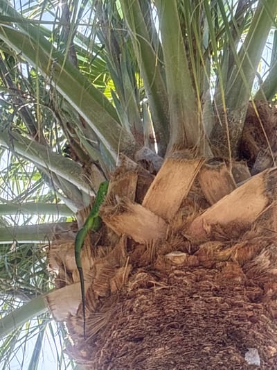 A green snake is perched on a palm tree in Hallandale Beach, Florida. The snake is camouflaged against the palm fronds and the tree's rough bark. The image is a close-up shot, focusing on the snake and its immediate surroundings. The sun appears to be shining, casting bright light on the scene and creating a dappled effect through the palm leaves. The setting is outdoors, likely in a tropical or subtropical environment, given the presence of a palm tree. The time of day is not explicitly indicated but the lighting suggests it is daytime, possibly mid-morning or afternoon. There is no text visible in the image.