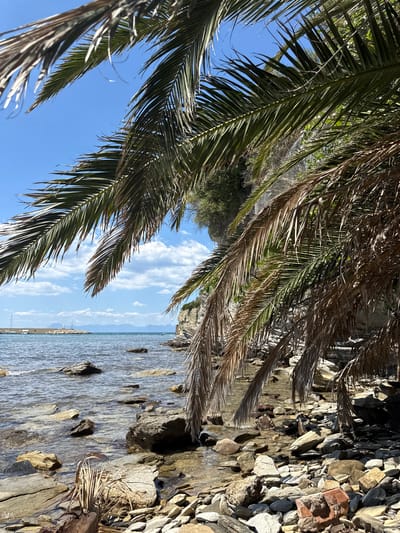 The image captures a scene from Agropoli, Italy, looking out to the Tyrrhenian Sea. The foreground features the fronds of a palm tree, some green and vibrant, others dry and brown. In the lower right, a rocky shoreline transitions into shallow water with scattered rocks. The sea extends toward the horizon, with a barely discernible breakwater or jetty visible in the distance. The sky above is blue with scattered cumulus clouds. Vegetation covers a cliff-like feature in the mid-ground. A portion of a chain-link fence is also visible through the palm fronds.