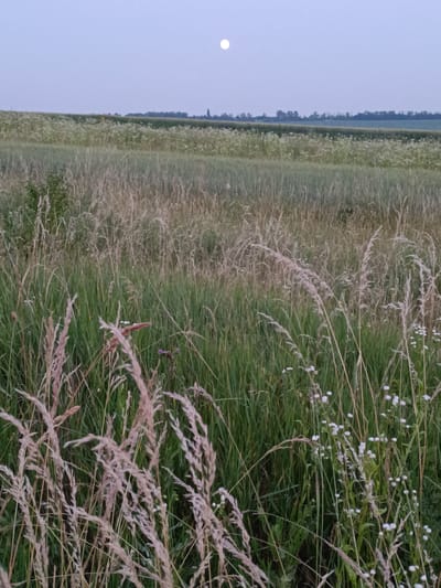 A wide shot captures a rural landscape at dusk, under a pale, overcast sky where a full moon is visible. The foreground is dominated by tall, dry grasses and wildflowers, with some green stalks interspersed. These grasses appear to be blowing gently in the breeze.

In the mid-ground, a field of green crops stretches across the frame, bordered by a darker line of trees and foliage that forms the horizon. Beyond this, a flat expanse of land continues, hinting at a vast, open countryside. The overall impression is one of peaceful solitude and natural beauty. The time of day is clearly evening, as suggested by the soft, diffused light and the presence of the moon. The weather appears calm, with no strong winds or visible precipitation. The scene evokes a sense of tranquility. No people, objects, or text are visible.