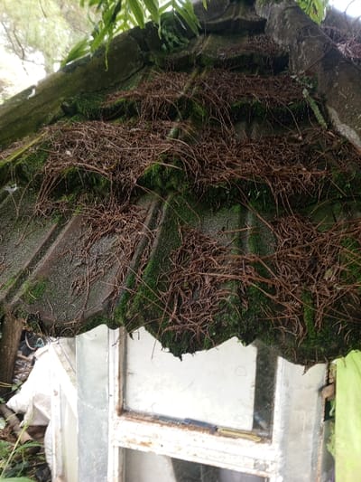 The image presents a close-up view of a heavily overgrown and weathered roof structure, likely part of a small outbuilding or shed. The roof is composed of corrugated panels, possibly made of concrete or fiber cement, and is almost entirely covered by a thick layer of dark green moss. Densely intertwined within the moss are numerous dry, tangled, reddish-brown plant roots or stems, giving the roof a wild, untamed appearance.
At the top of the frame, several vibrant green fern leaves are visible, hanging down and suggesting surrounding lush vegetation. Below the roofline, a portion of a white, likely metal, window frame with glass panes is visible; the frame appears old and shows signs of wear and possibly rust. To the left, a white tarp or plastic sheet is partially seen, and to the right, a hint of green fabric.
The scene depicts a static moment, with no discernible activity or people present. The damp appearance of the moss and the robust plant growth indicate a humid, outdoor environment, consistent with a tropical climate like Baza, Myanmar. The soft, even lighting suggests either an overcast day or a shaded location. The overall impression is one of neglect, where nature is steadily reclaiming a man-made structure. There is no visible text in the image.