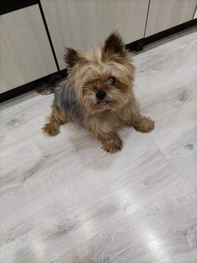 A Yorkshire Terrier with a lime green hair tie is sitting on a light-colored laminate floor. The dog is facing the camera with its tongue slightly out and one eye covered by its fur. The dog has tan and grey fur. In the background, a light-colored cabinet with vertical lines is visible. The cabinet has a black trim along the bottom and black vertical supports. The lighting suggests indoor illumination. The image appears to be taken in a home setting.