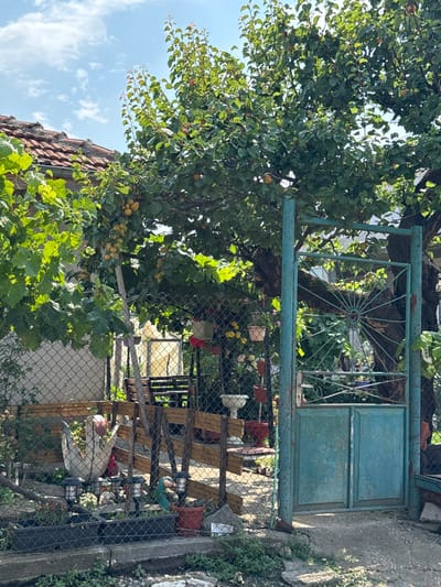 This media file captures a rustic, outdoor scene, likely in Tutrakan, Bulgaria, on a sunny day. The primary focus is a weathered, teal-colored metal gate, partially obscured by lush green foliage from an overhanging tree laden with small, round fruits, possibly apricots. The gate itself shows signs of age with rust and chipped paint, and features a decorative circular metal element on the left panel.
Beyond the gate, a chain-link fence encloses a yard. Visible within this enclosure are several items, including wooden planks stacked as if for construction or repair, terracotta pots, and what appears to be a white plastic basin, possibly for water or gardening. The ground is a mix of concrete and dirt, with scattered vegetation growing along the edges. In the background, more greenery and a glimpse of a building with a tiled roof can be seen.
The overall impression is one of a lived-in, perhaps slightly neglected, domestic space. The bright sunlight suggests it is daytime, likely late morning or afternoon, casting distinct shadows. There are no people visible in the frame, and the scene evokes a sense of quiet stillness, hinting at a tranquil, everyday setting rather than a specific event. The focus on natural elements like the tree, fruit, and greenery contrasts with the man-made elements of the gate and fence, creating a characteristic rural or semi-rural ambiance.