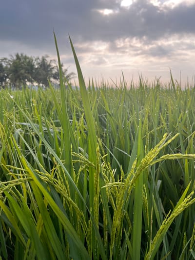 An eye-level, close-up shot captures a lush green rice paddy field under a cloudy sky. The foreground is dominated by the vibrant green stalks of rice, some bearing developing grain heads, with individual water droplets clinging to the leaves. In the background, a line of palm trees is visible against the soft light of the sky, hinting at the tropical climate of Tambakreja, Indonesia. The overall impression is one of natural beauty and agricultural abundance in the early morning light.