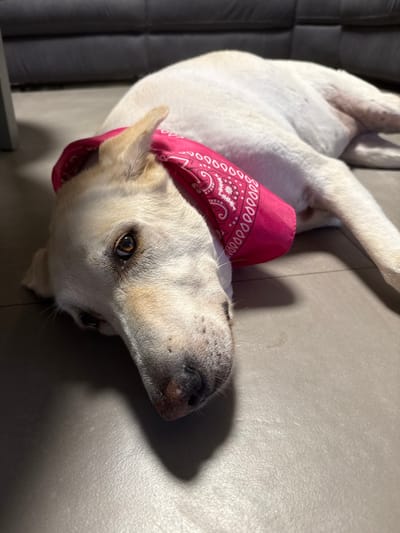 An indoor scene in the city of Alfei Menashe, Palestinian Territory, depicts a light-colored dog, possibly cream or light tan, lying on its left side on a smooth, light grey floor. The dog's head is resting down, angled towards the viewer, with its right eye open and looking directly forward; the eye is brown. Around the dog's neck and ears is a bright pink bandana featuring white paisley patterns. The dog's fur is short and appears clean. Its snout is visible, with a dark nose showing some lighter pinkish-brown areas and small dark spots. The background is out of focus, revealing a dark grey upholstered furniture piece, likely a sofa or couch. Lighting appears to be from an overhead or frontal source, casting a shadow from the dog's head onto the floor. The dog is in a state of rest. No people are visible.