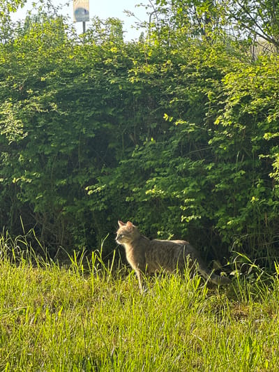 The image depicts a grey tabby cat walking in green grass beside a dense green bush. The location is Beloslav, Bulgaria. A signpost is visible in the background.