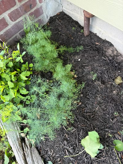 The image shows a close-up, high-angle view of a garden bed with dark mulch and several plants. In the center and left side of the image, a feathery green plant, likely dill, is prominent. To the left of the dill, a plant with broader, lighter green leaves is growing. A weathered piece of wood lies horizontally in the lower left corner, partially obscured by vegetation. The garden bed is situated next to a brick wall on the left and a house foundation and siding on the right. A rusty metal pipe emerges from the ground near the house siding. The overall scene is outdoors, in a residential or urban setting.